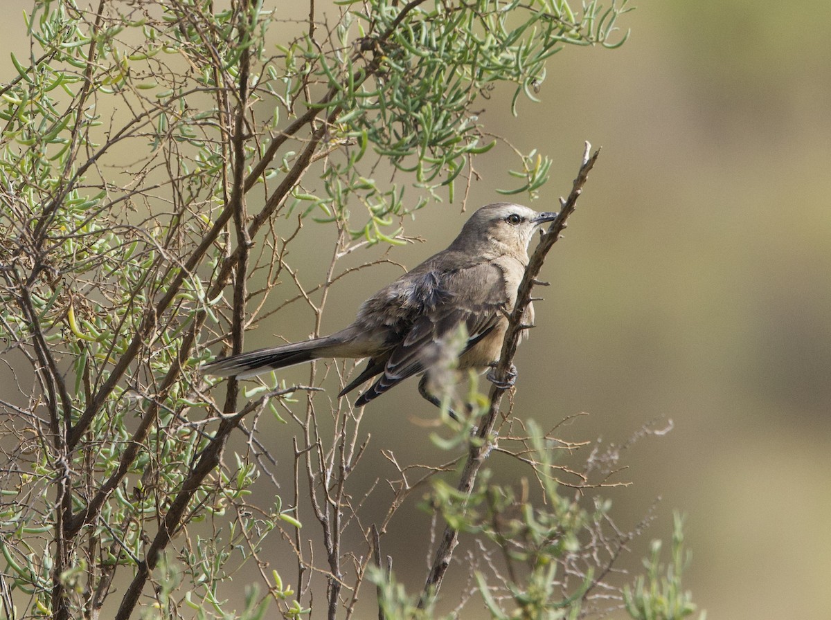 Patagonian Mockingbird - ML646143864
