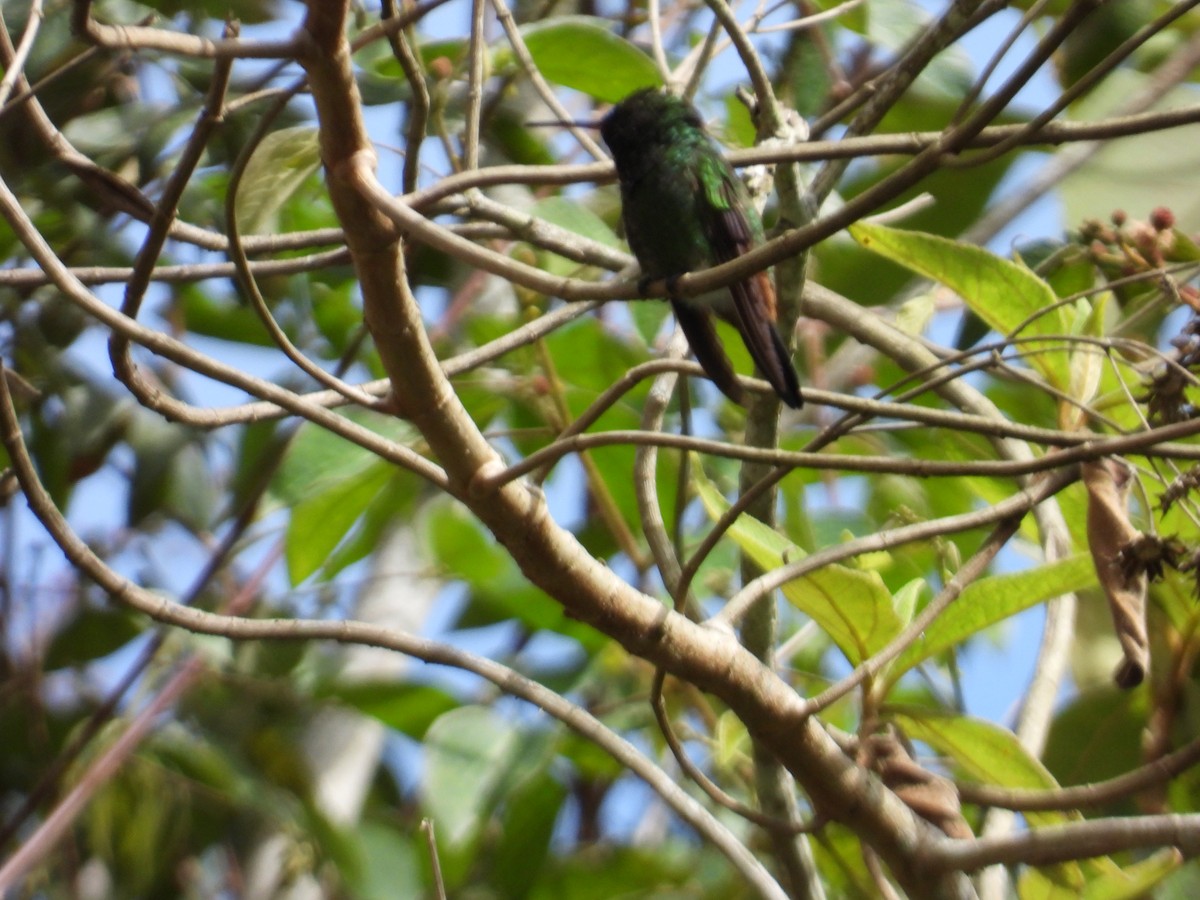 Copper-rumped Hummingbird - ML646143867