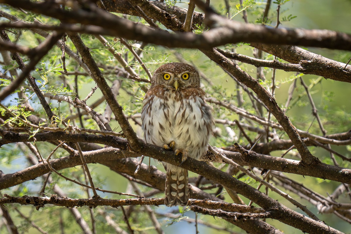 kulíšek perlový - ML646143868