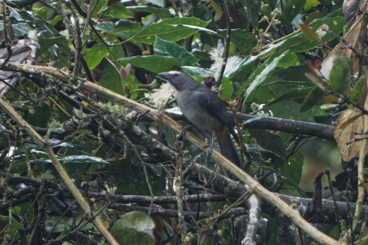Bluish-gray Saltator - ML646143869