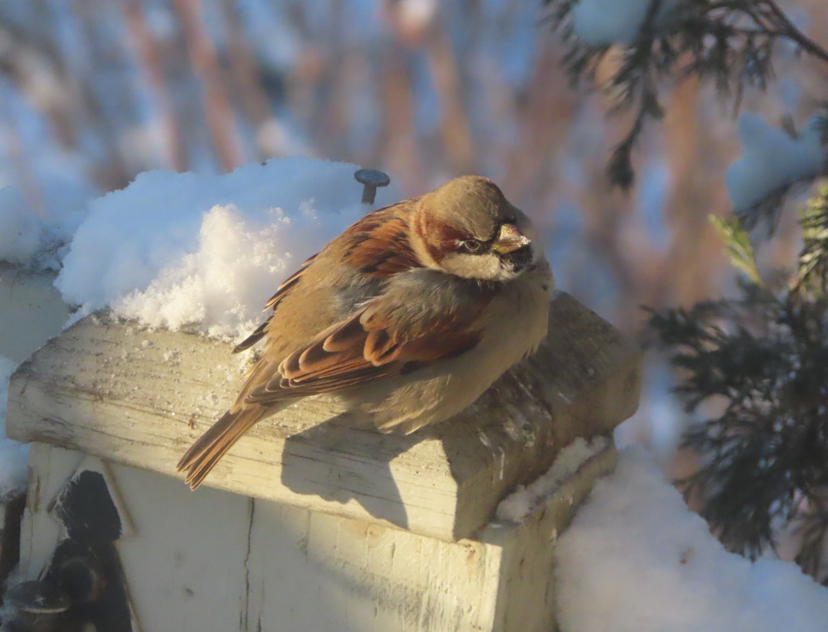 House Sparrow - ML646143894