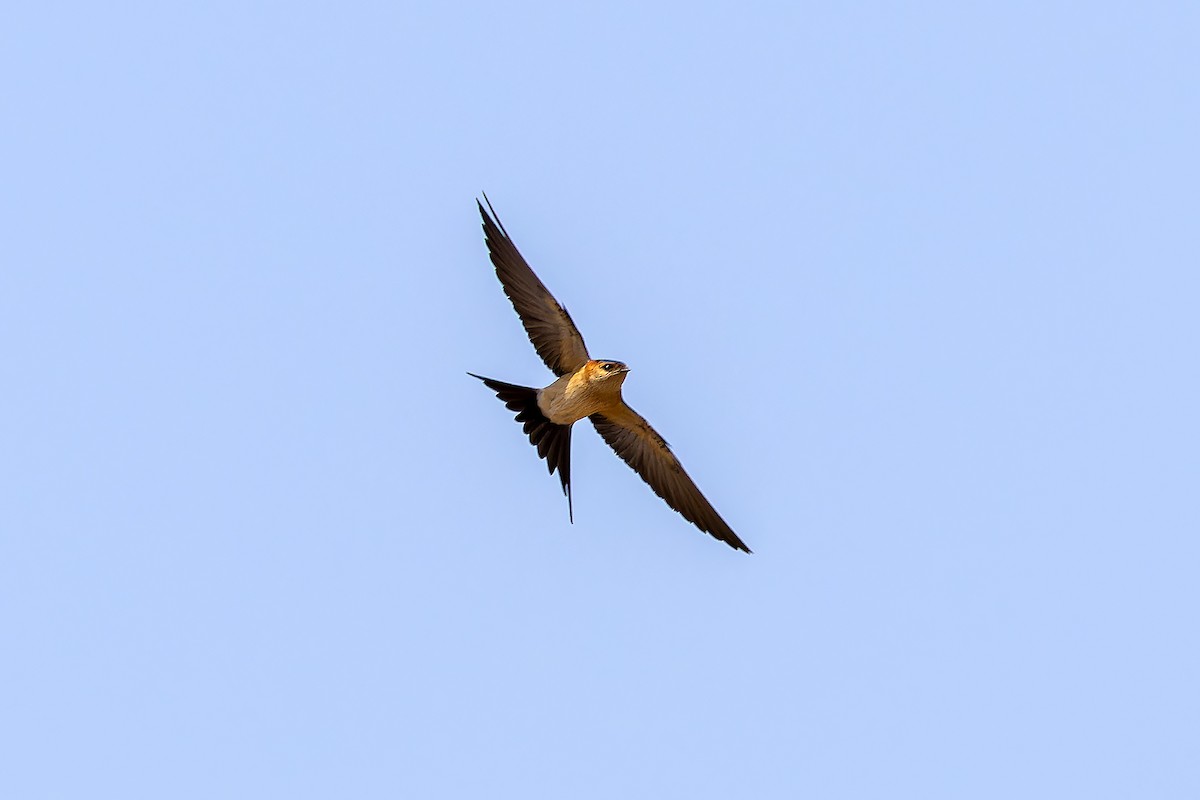 European Red-rumped Swallow - ML646143900