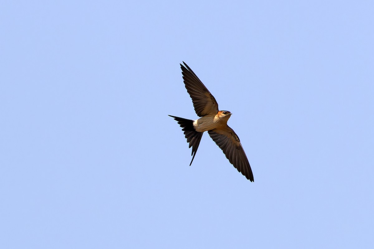 European Red-rumped Swallow - ML646143901