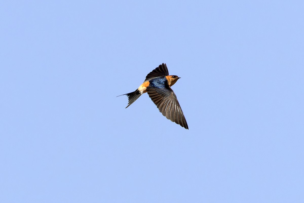 European Red-rumped Swallow - ML646143902