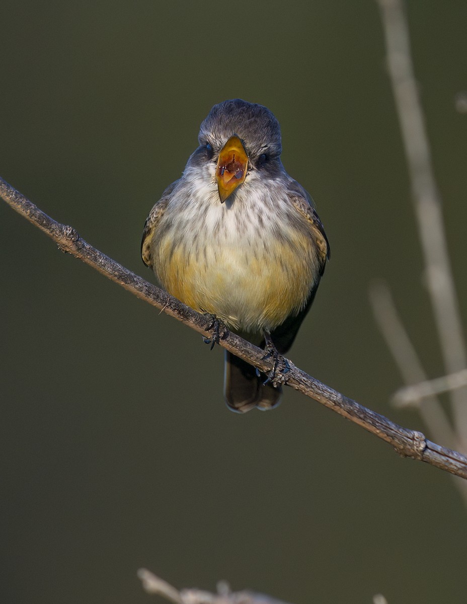 Vermilion Flycatcher - ML646143903