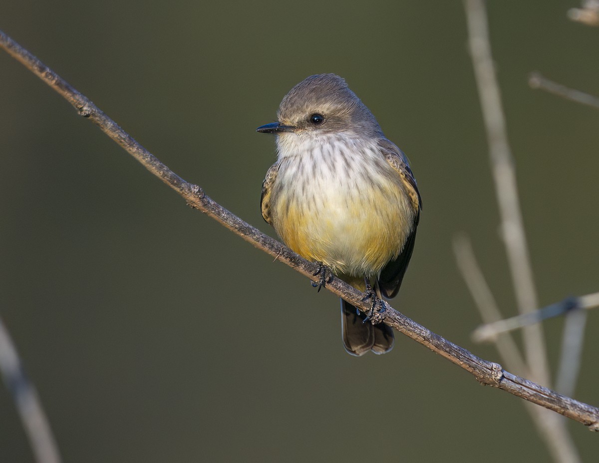Vermilion Flycatcher - ML646143905