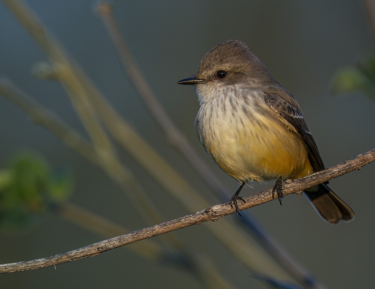 Vermilion Flycatcher - ML646143906