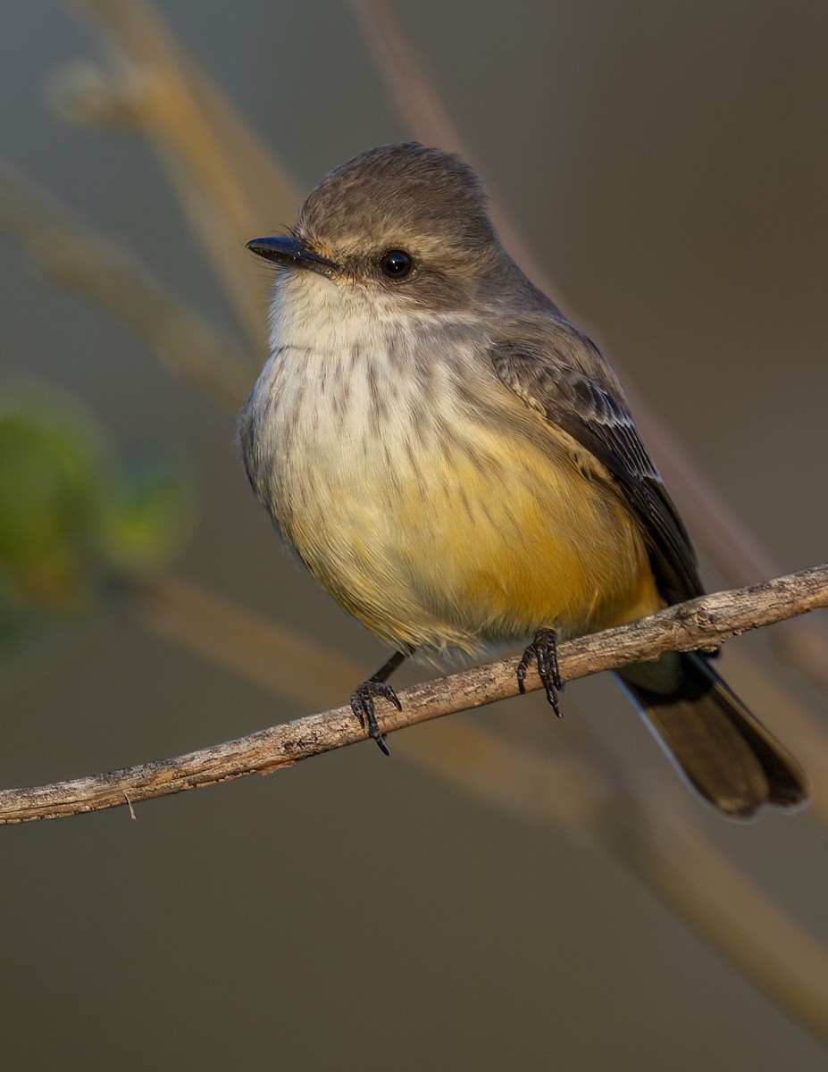 Vermilion Flycatcher - ML646143907