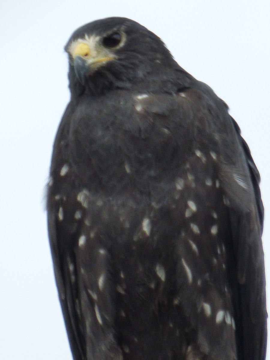 Zone-tailed Hawk - ML646143909