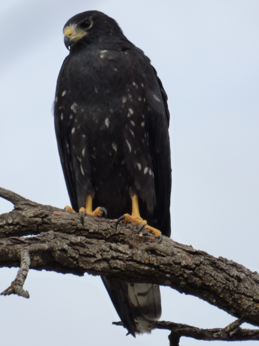 Zone-tailed Hawk - ML646143910