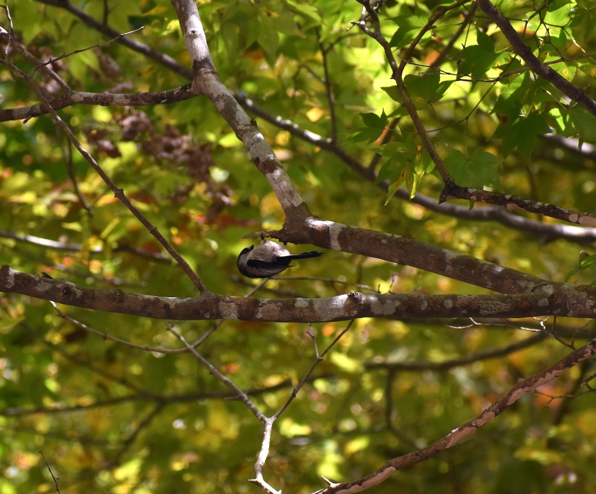 Long-tailed Tit (europaeus Group) - ML646143912
