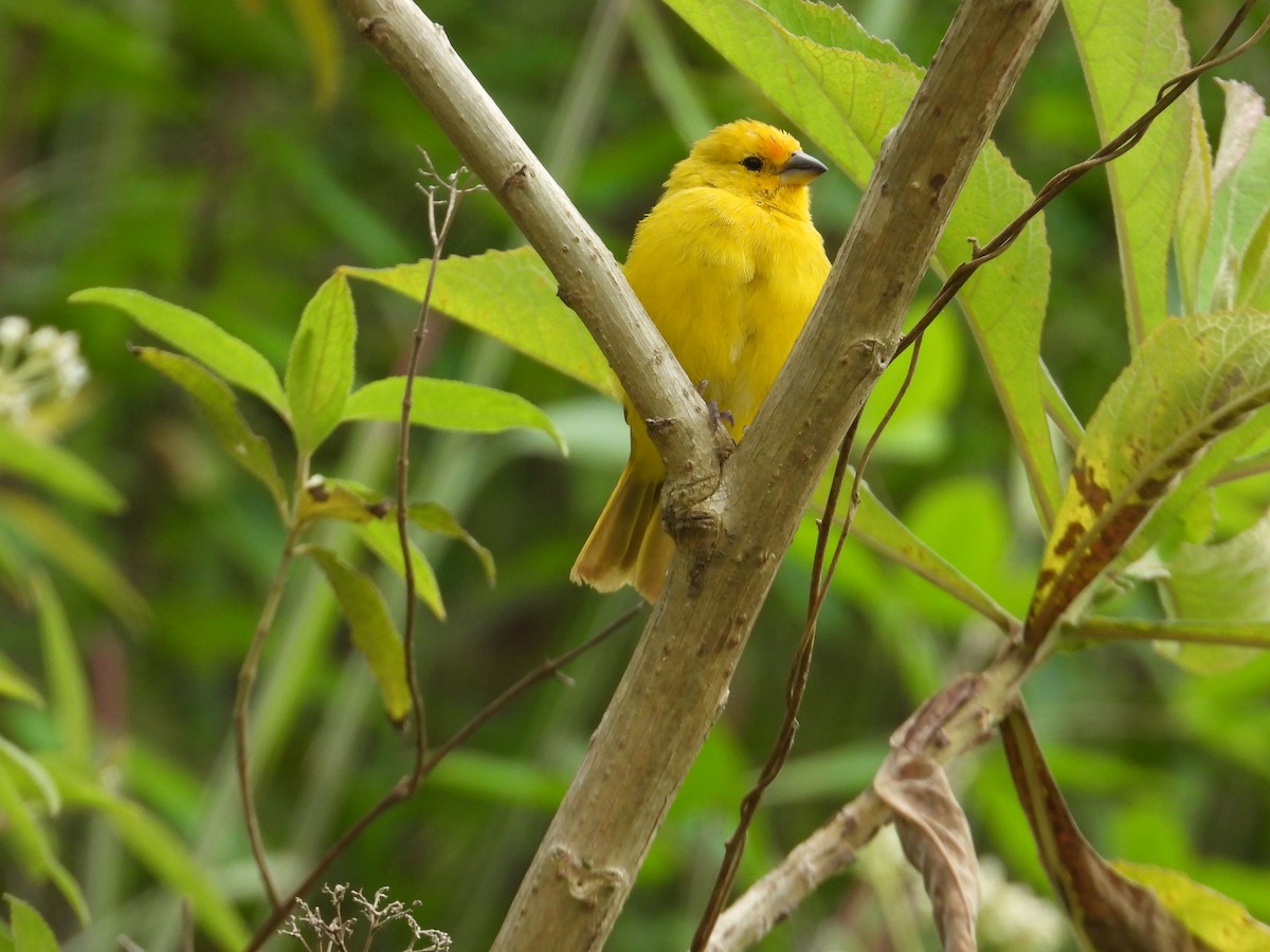 Saffron Finch - ML646143913