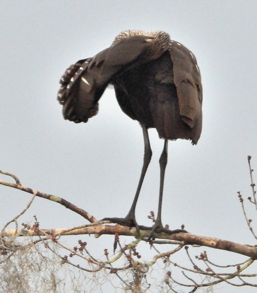 Limpkin - ML646143916