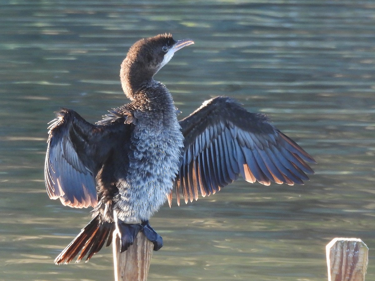 Pygmy Cormorant - ML646143917