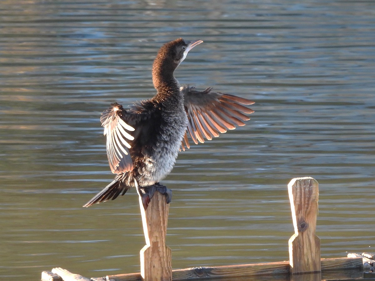 Pygmy Cormorant - ML646143918