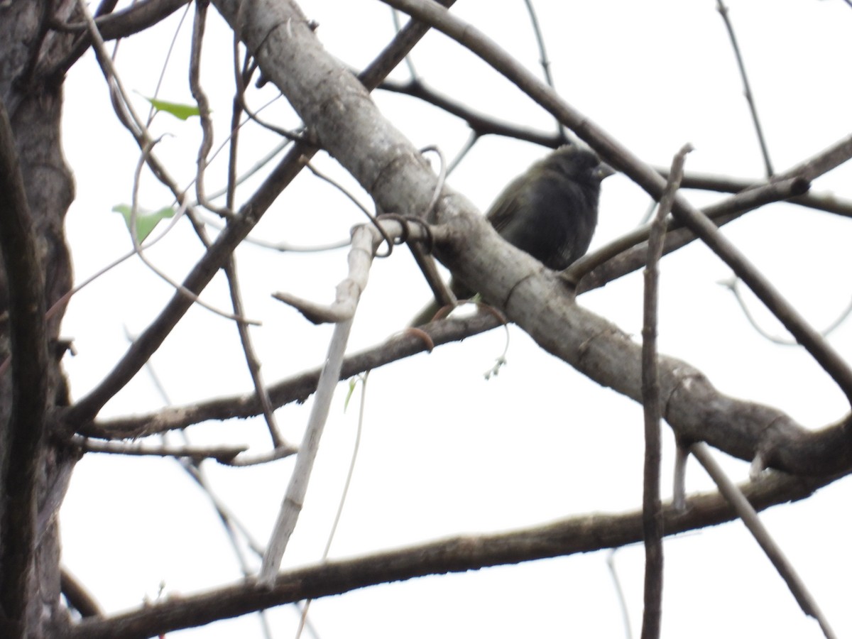 Black-faced Grassquit - ML646143919