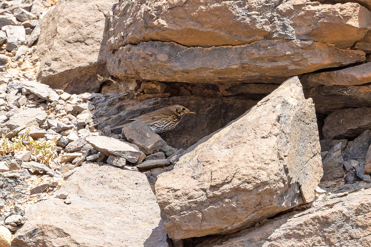 Song Thrush - ML646143920