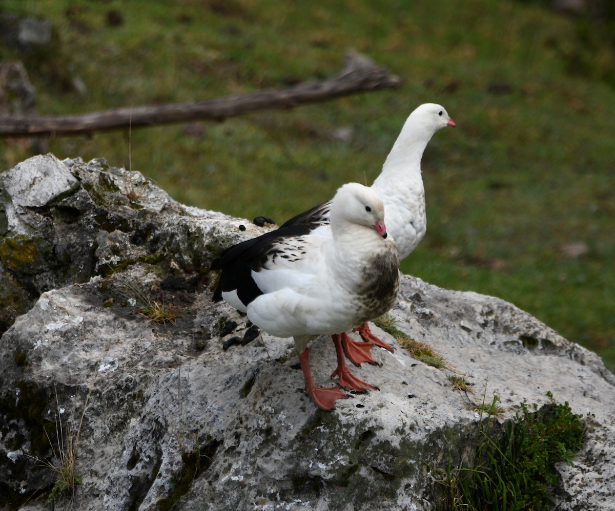 Andean Goose - ML646143922