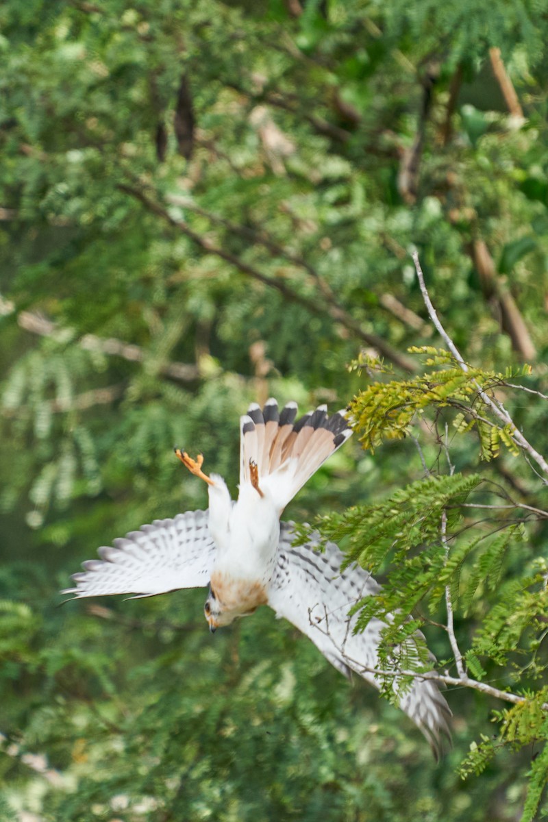 American Kestrel - ML646143923