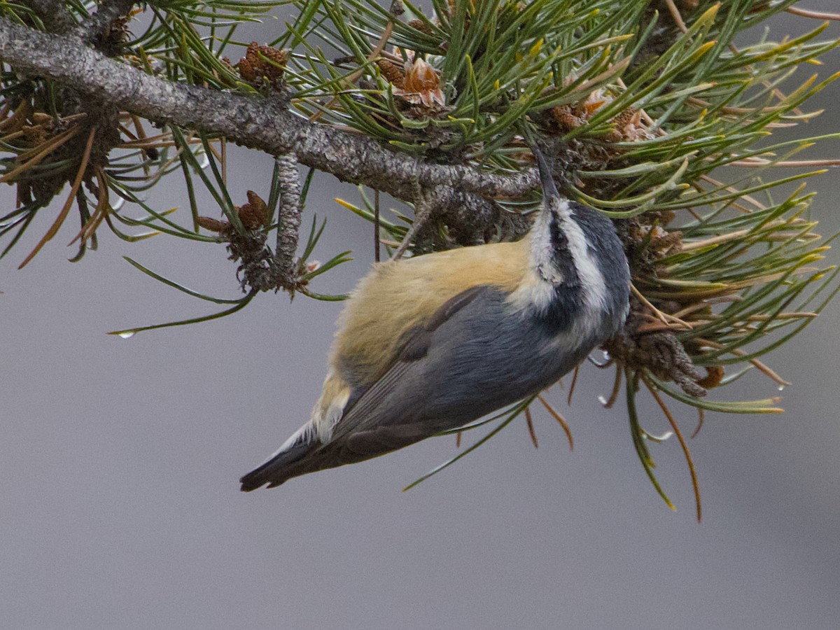 Red-breasted Nuthatch - ML646143924