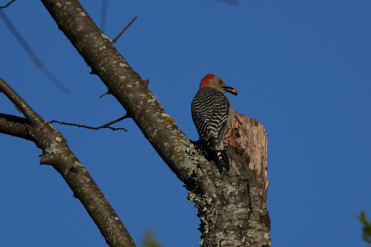 Red-bellied Woodpecker - ML646143925