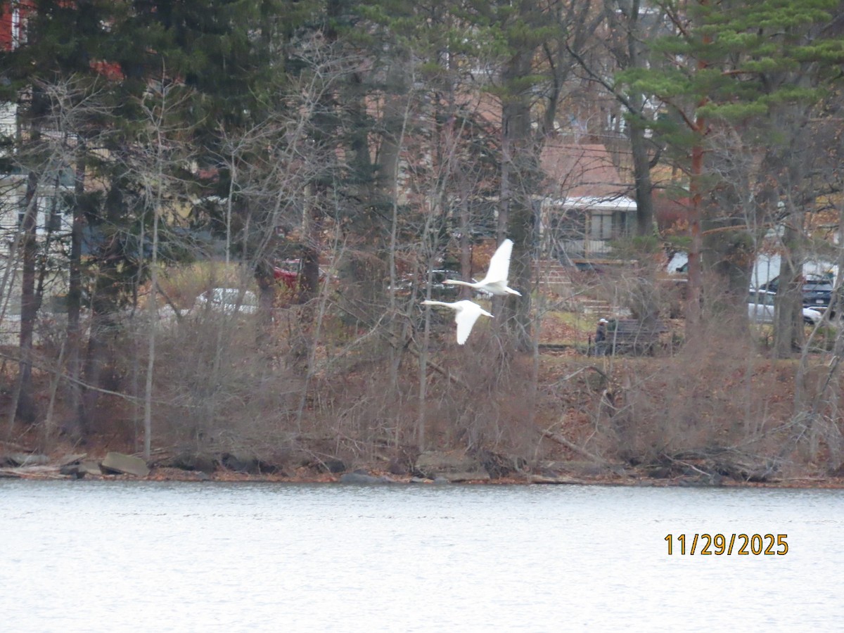 Mute Swan - ML646143926