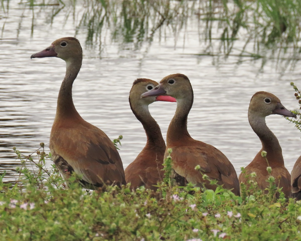 Black-bellied Whistling-Duck - ML646143927