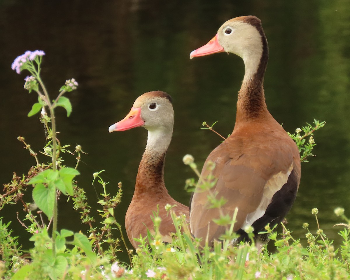 Black-bellied Whistling-Duck - ML646143928