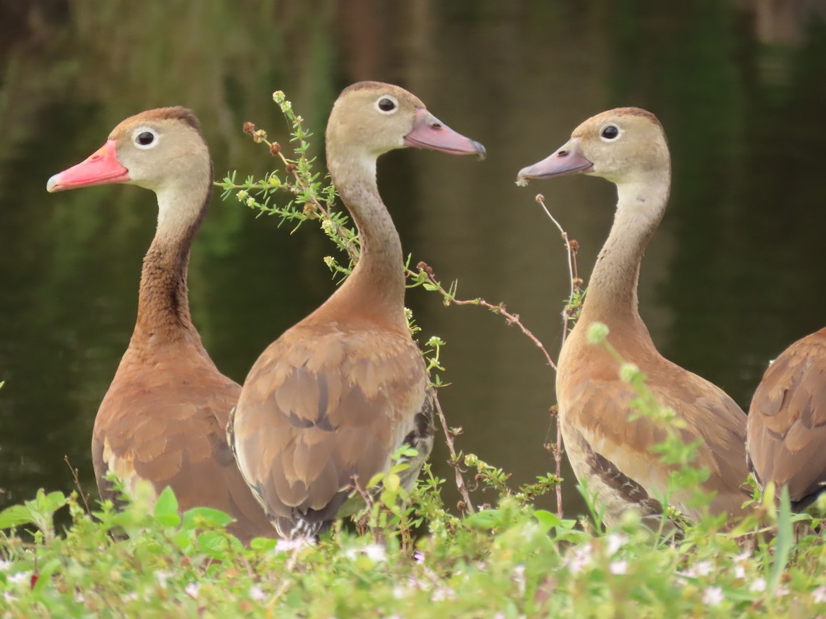 Black-bellied Whistling-Duck - ML646143930