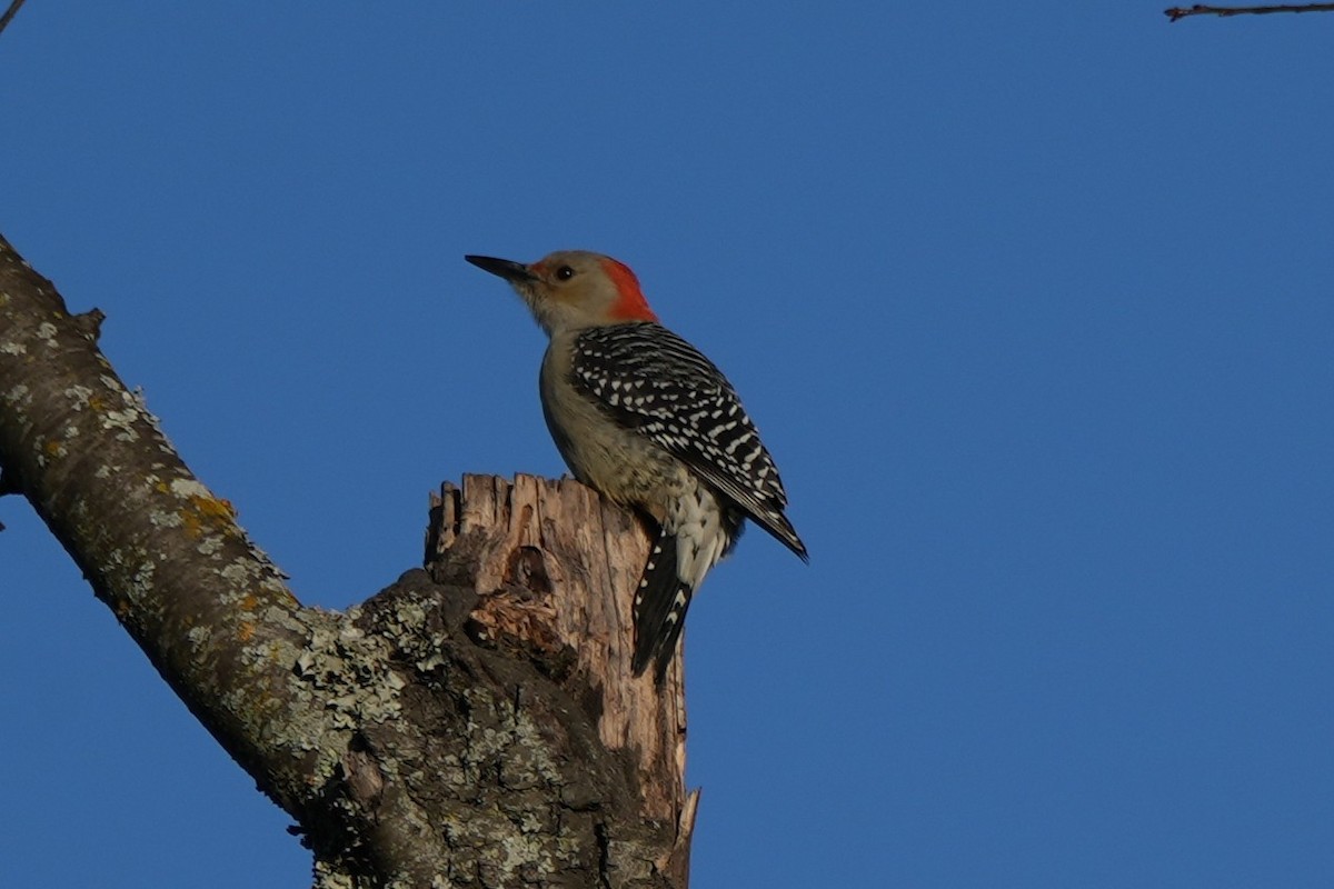 Red-bellied Woodpecker - ML646143931