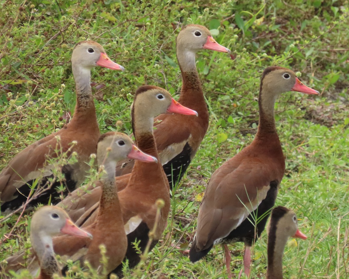Black-bellied Whistling-Duck - ML646143932