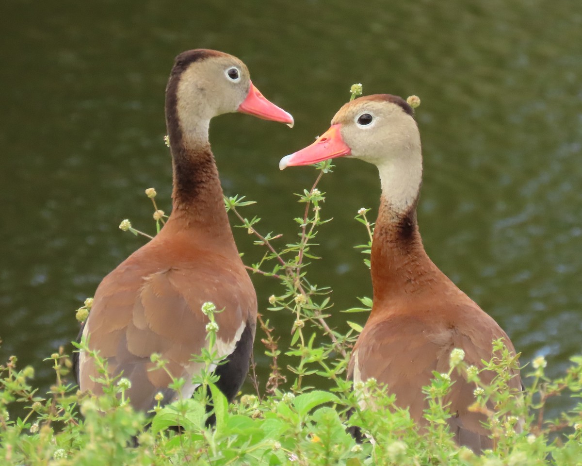 Black-bellied Whistling-Duck - ML646143933