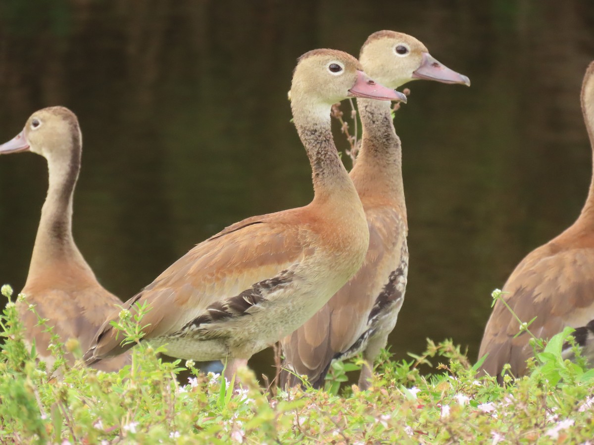 Black-bellied Whistling-Duck - ML646143934