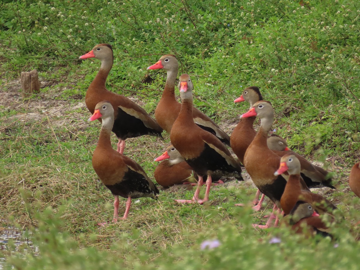 Black-bellied Whistling-Duck - ML646143937