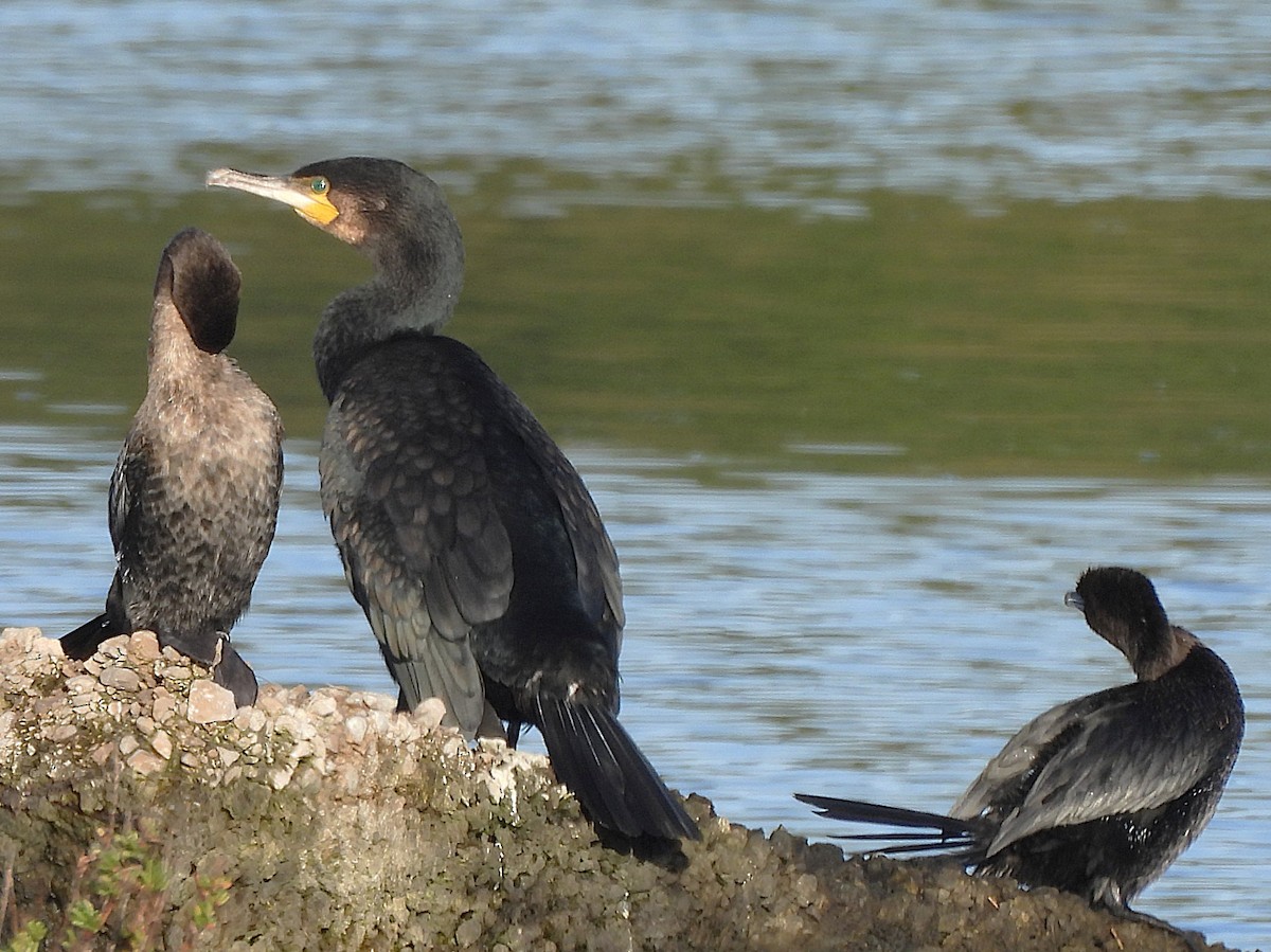 Great Cormorant - ML646143938