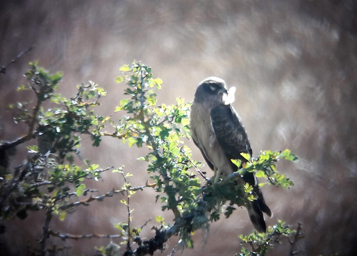 זרון פס - ML646143940