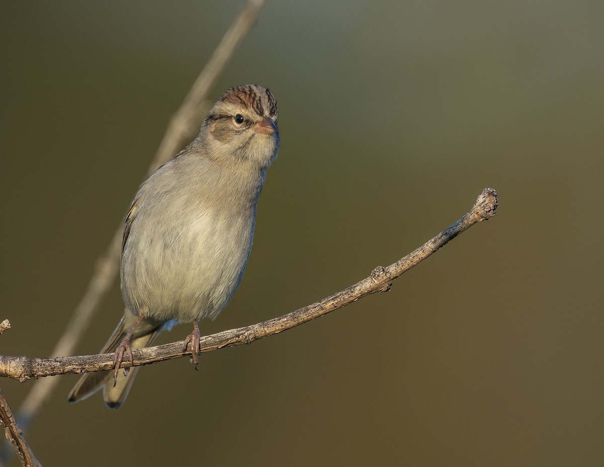 Chipping Sparrow - ML646143945