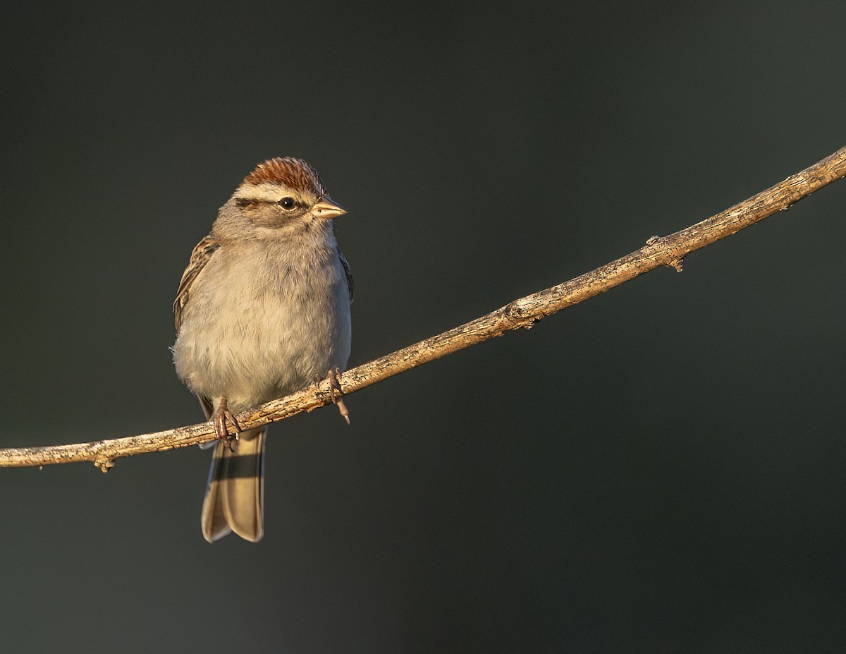 Chipping Sparrow - ML646143946