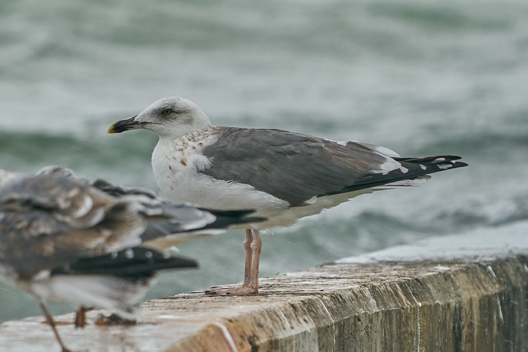 Lesser Black-backed Gull - ML646143951