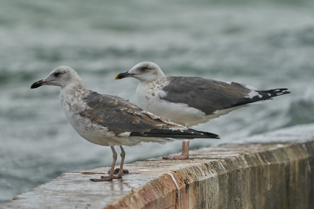 Lesser Black-backed Gull - ML646143952