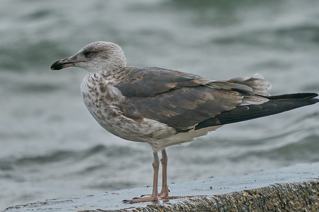 Lesser Black-backed Gull - ML646143953
