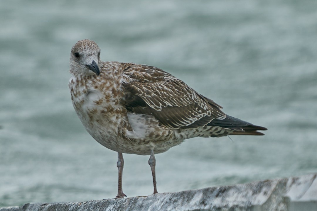 Lesser Black-backed Gull - ML646143954