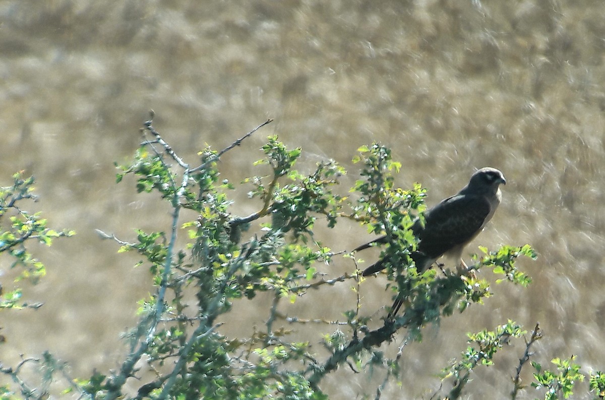 זרון פס - ML646143961
