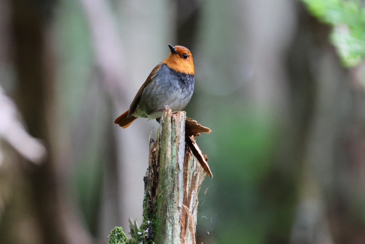 Japanese Robin - ML646143966