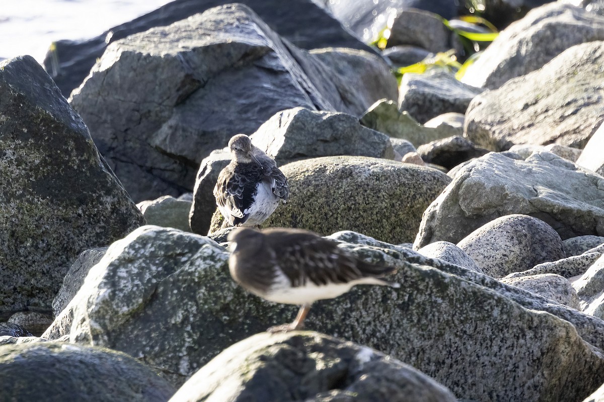 Rock Sandpiper - ML646143967