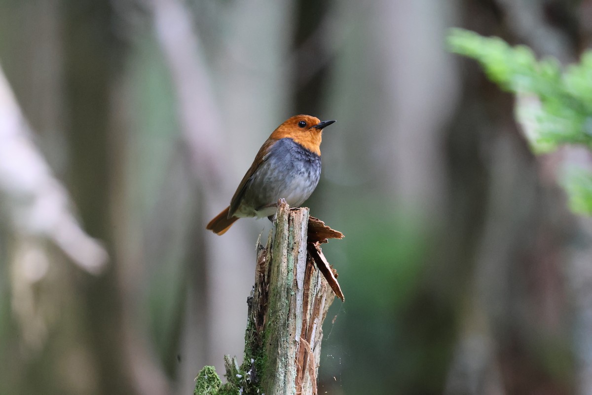 Japanese Robin - ML646143969