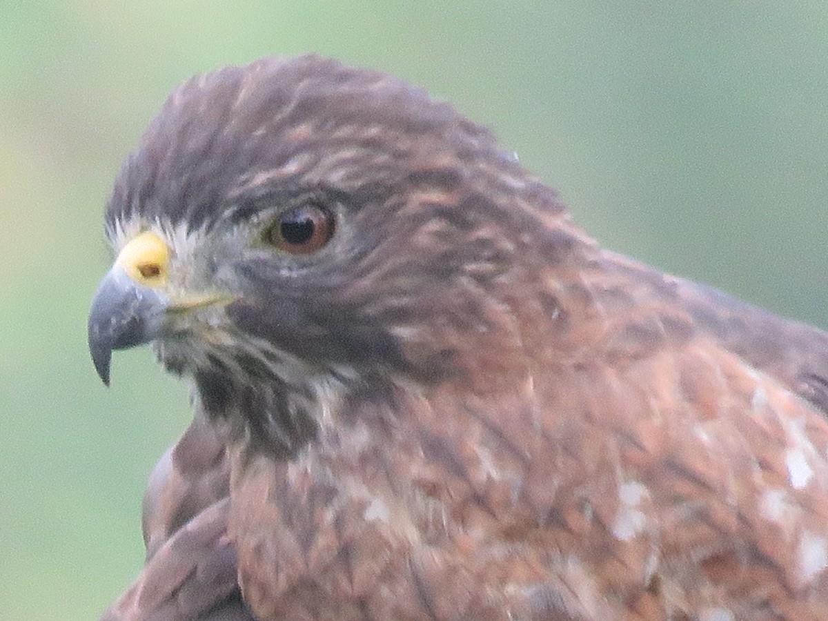 Broad-winged Hawk - ML646143970