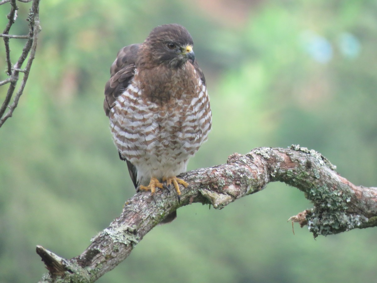 Broad-winged Hawk - ML646143971
