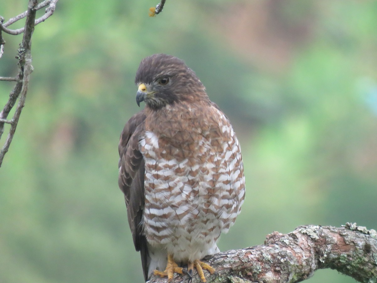 Broad-winged Hawk - ML646143972