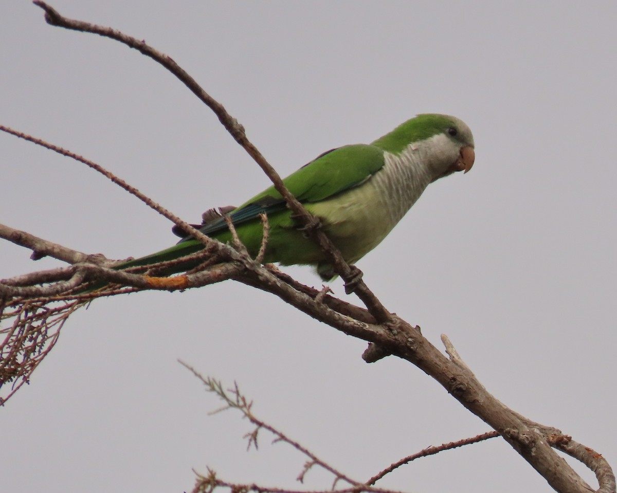 Mönchssittich - ML646143973